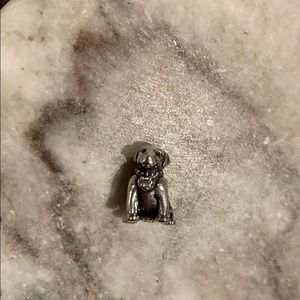 Adorable dog Pandora